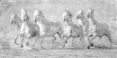 Water Horses V by PHBurchett art print