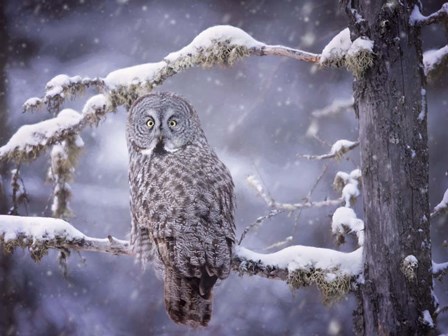 Owl in the Snow III by PHBurchett art print