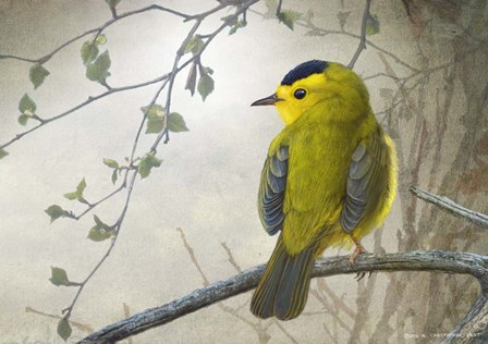 Wetland Wilson&#39;s Warbler by Chris Vest art print