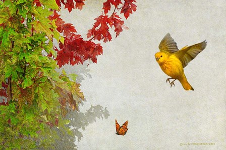 Butterfly And Warbler by Chris Vest art print