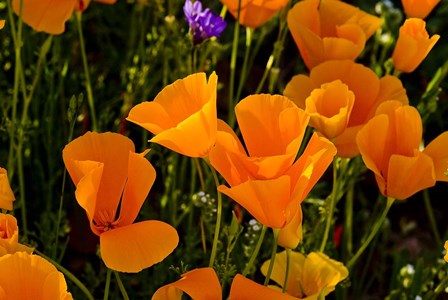 Wildflowers Poppy Arizona 2 by Tom Brossart art print