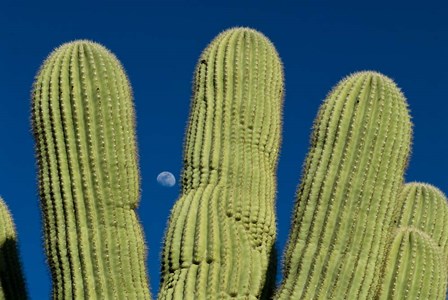 Color Saguaro Cactus Moon Arizona Superstition Mtns by Tom Brossart art print