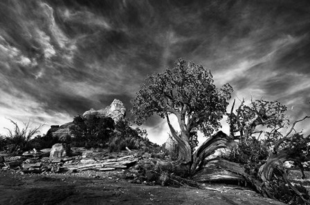 Sedona Juniper Tree 2 by Tom Brossart art print