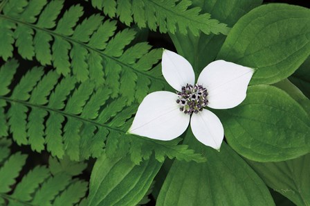 Bunchberry and Ferns II color by Alan Majchrowicz art print