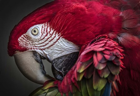 Red Ara Parrot by Duncan art print