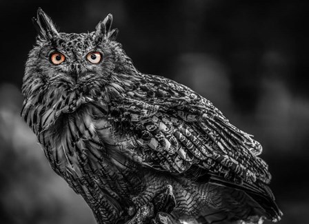 Wise Owl 3 Black &amp; White by Duncan art print