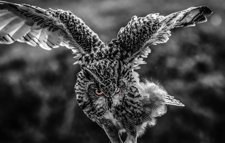 Wise Owl 4 Black &amp; White by Duncan art print