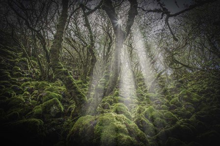 Mossy Forest 5 by Duncan art print