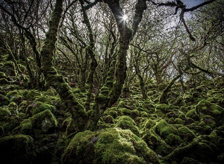 Mossy Forest 6 by Duncan art print