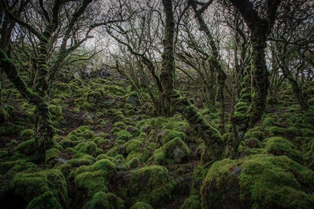 Mossy Forest 7 by Duncan art print
