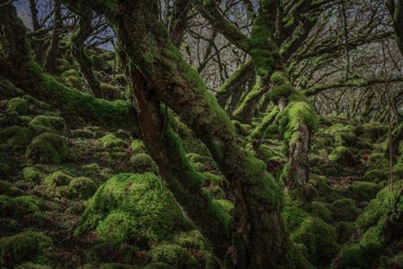 Mossy Forest 8 by Duncan art print