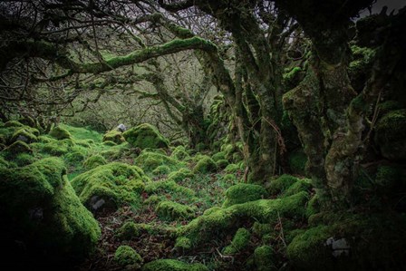 Mossy Forest 9 by Duncan art print