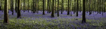Fairytale Forest Panorama by Duncan art print