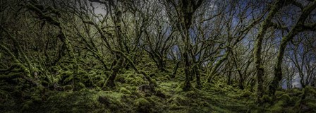 Mossy Forest Panorama by Duncan art print