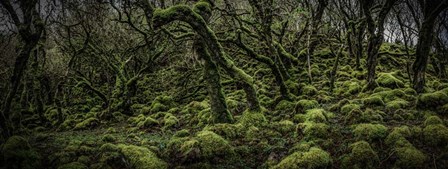 Mossy Forest Panorama 2 by Duncan art print