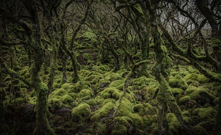 Mossy Forest by Duncan art print