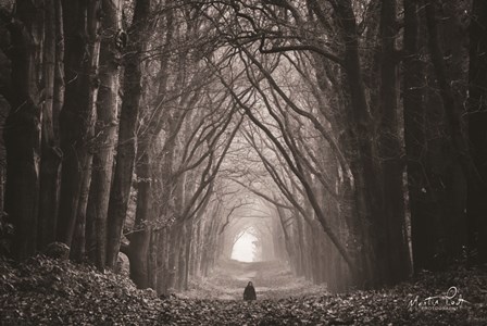 In the Land of Gods and Monsters by Martin Podt art print