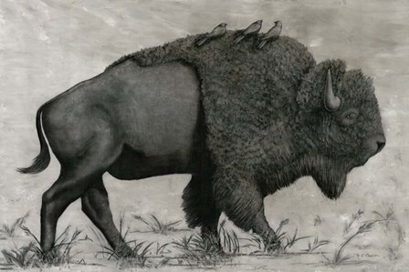 Basking Buffalo by Marie-Elaine Cusson art print