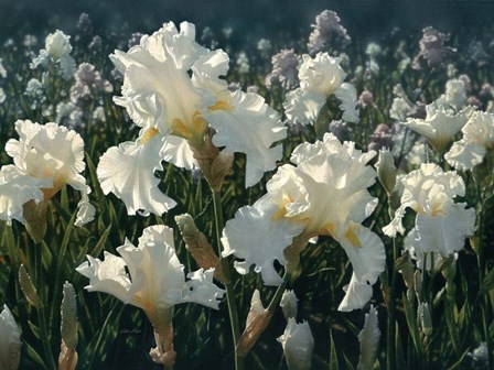 White Rose Garden by Collin Bogle art print