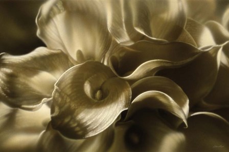 Golden Lilies by Collin Bogle art print