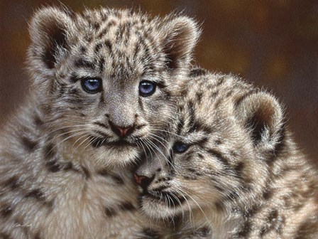 Snow Leopard Cubs - Playmates - Horizontal by Collin Bogle art print