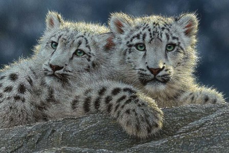 Snow Leopard Cubs by Collin Bogle art print
