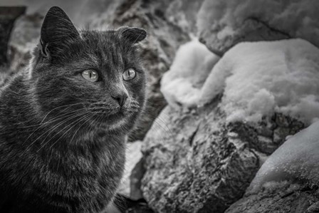 Cat and the Snow by Anita Vincze art print