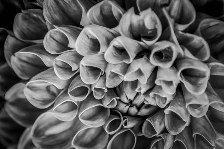 Monochrome Flower 33 by Anita Vincze art print
