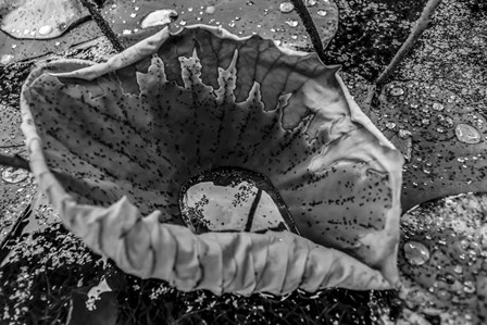 Monochrome Flower 63 by Anita Vincze art print