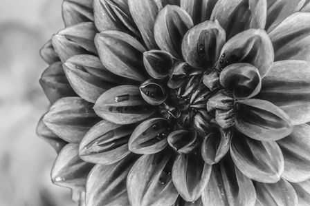 Monochrome Flower 70 by Anita Vincze art print