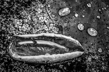 Monochrome Flower 73 by Anita Vincze art print