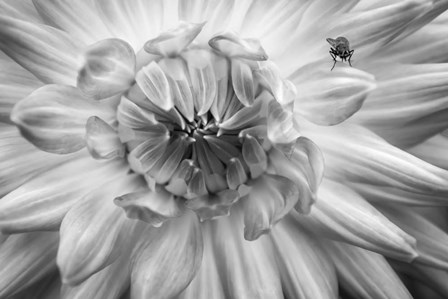 Monochrome Flower 78 by Anita Vincze art print