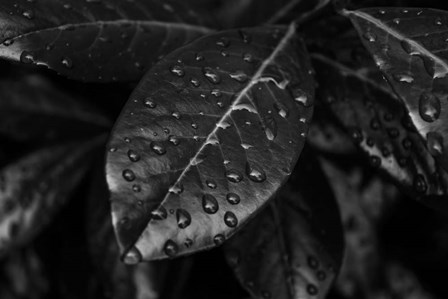 Monochrome Flower 79 by Anita Vincze art print