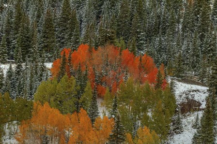 A Circle Of Color by Bill Sherrell art print