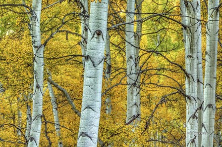 Chaotic Beauty by Bill Sherrell art print