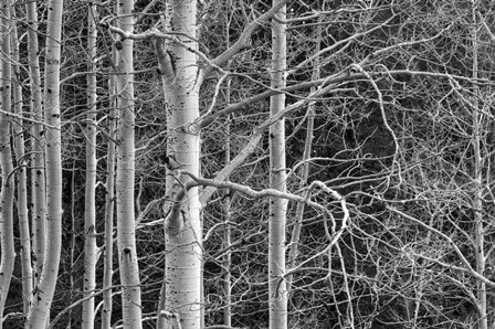 Don't Tangle With Me by Bill Sherrell art print