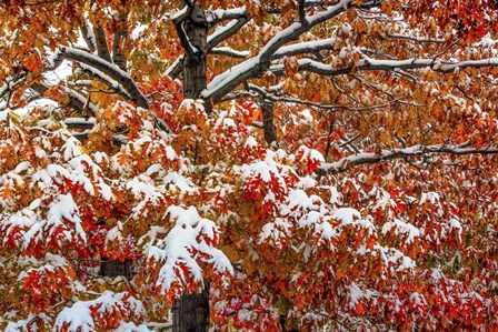 Seasons Of Change by Bill Sherrell art print