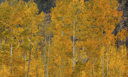 The Flames Of Autumn by Bill Sherrell art print