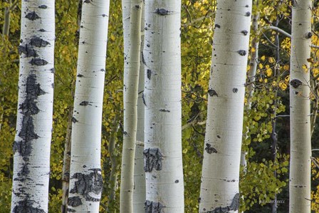 Aspen Trunks by Bill Sherrell art print