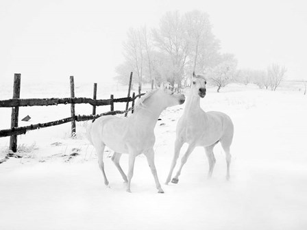 Winter Horses by Ata Alishahi art print