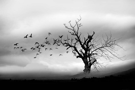 Lone Tree And Birds by Ata Alishahi art print