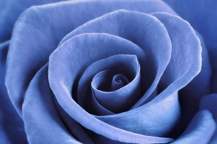 Denim Blue Rose by Cora Niele art print