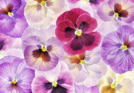 Pansy Passion I by Cora Niele art print