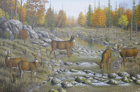 Autumn Whitetails by Robert Wavra art print