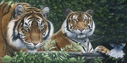 Sumatran Tigers by Durwood Coffey art print