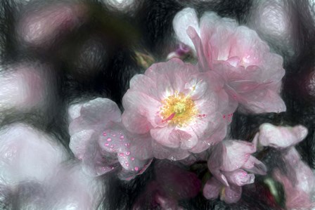 Hybrid Tea Roses by Franklin Kearney art print