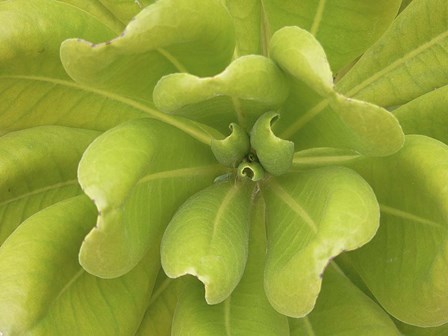 Natural Detail 34 by CW Hetzer art print