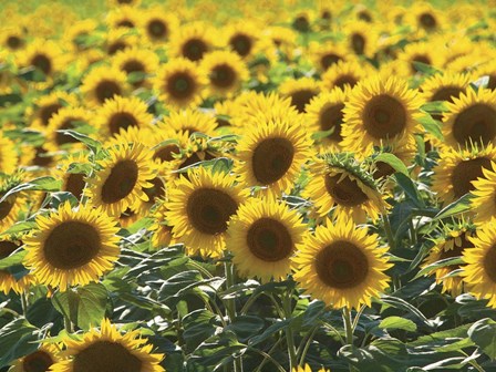 Sunflower 10 by CW Hetzer art print