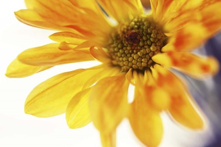 A Little Bit Sun in the Cold Time by Jenny Rainbow Fine Art art print