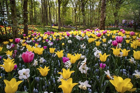 Colorful Corner Keukenhof Tulips Garden 2 by Jenny Rainbow Fine Art art print